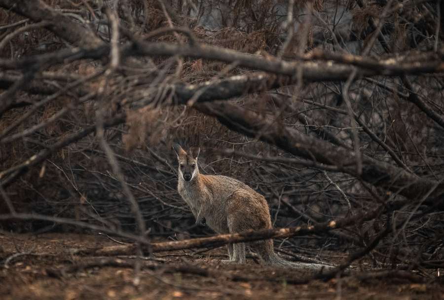 A wallaby looks out from the scorched Australian bush