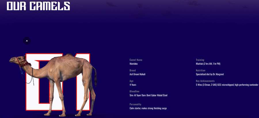 Mamlaka, el camello líder del Al Haboob Mamlaka, el camello líder del Al Haboob