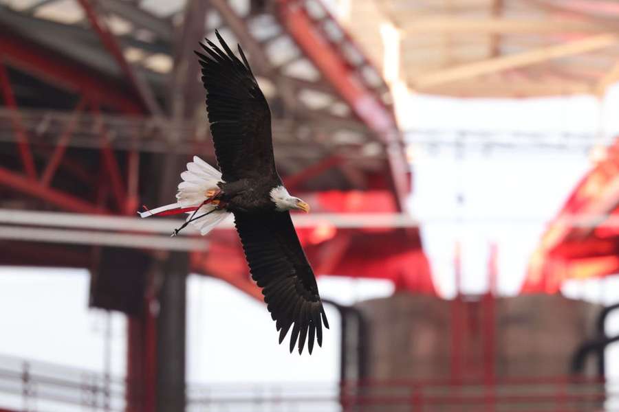 Benfica emitiu comunicado oficial esta terça-feira