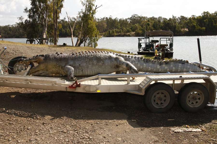 A file photo of a deceased five-metre male crocodile being removed from Rockhampton's Fitzroy River.