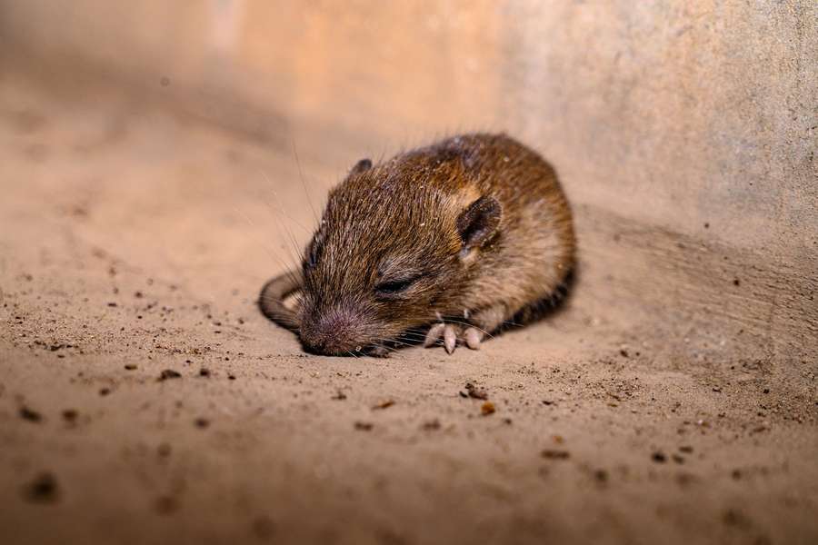Mouse droppings have been found in AaB's kitchen