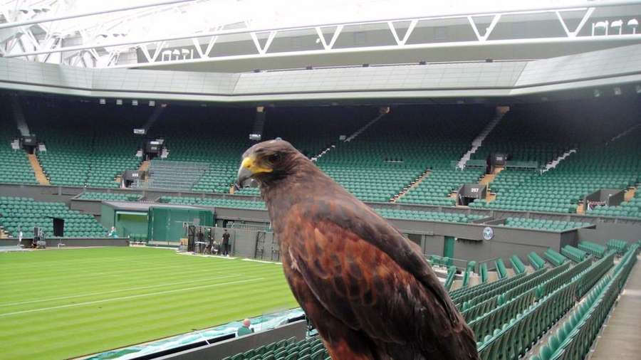 Rufus, o falcão, vigia os courts todos os anos.