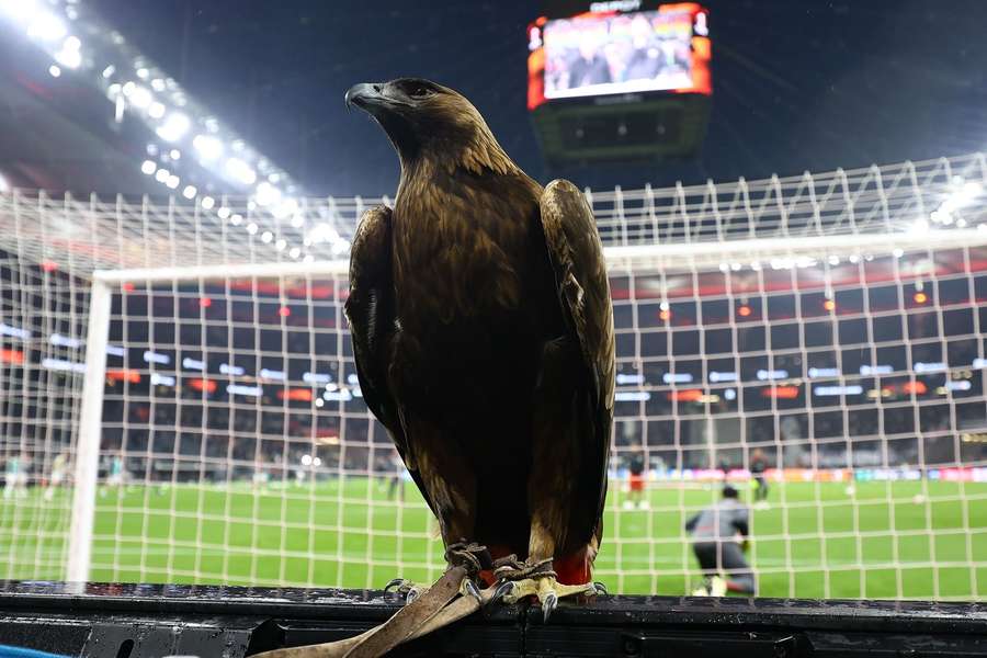 Attila, a águia de Frankfurt, pode ver seu time avançar à Champions neste domingo