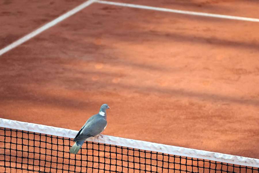 Deze duif wacht vergeeft op de start van de enkelspeltoernooien op Roland Garros