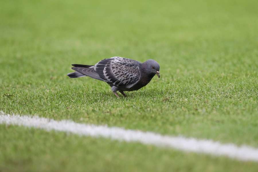 Eine Taube spielte beim Mainzer Führungstor in Bremen eine Schlüsselrolle.