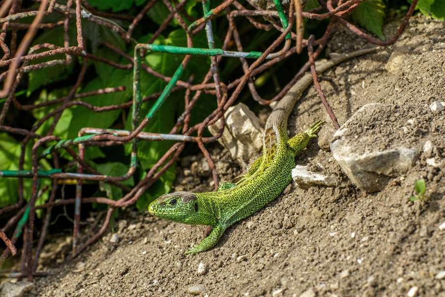 De zandhagedis (Lacerta agilis)