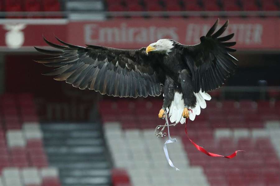 Lenore Sports Partners comprou 5,24% do capital da SAD do Benfica