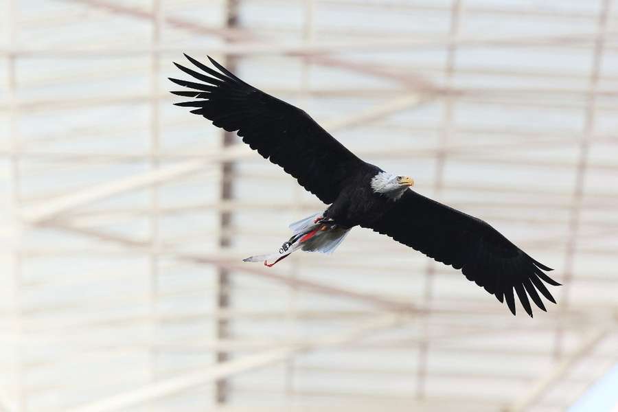 Empréstimo obrigacionista passou dos 40 para os 65 milhões de euros