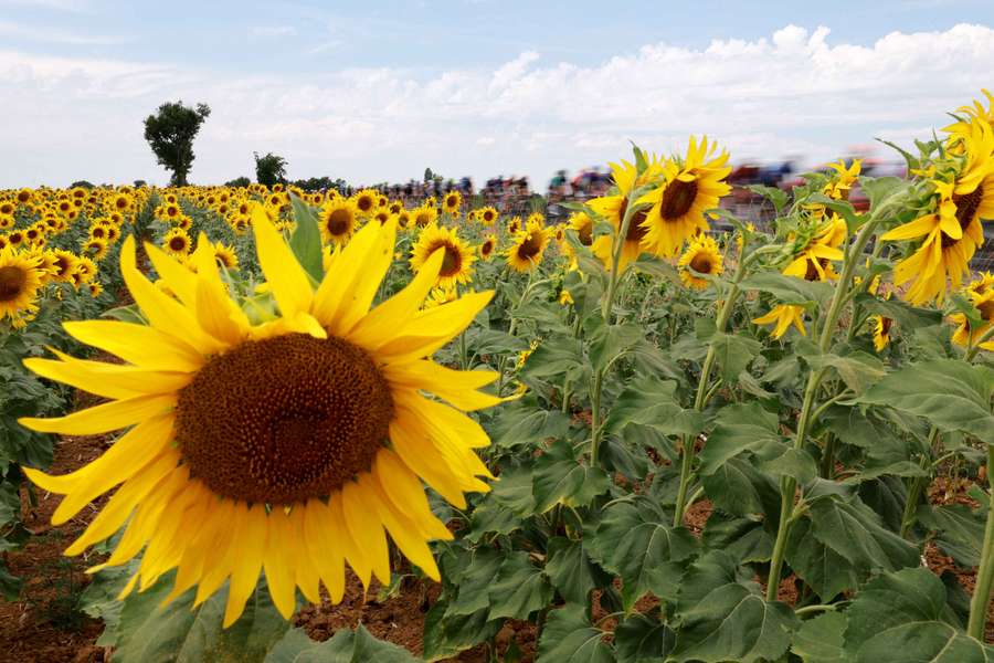 Il gruppo del Tour de France attraversando un campo di girasoli