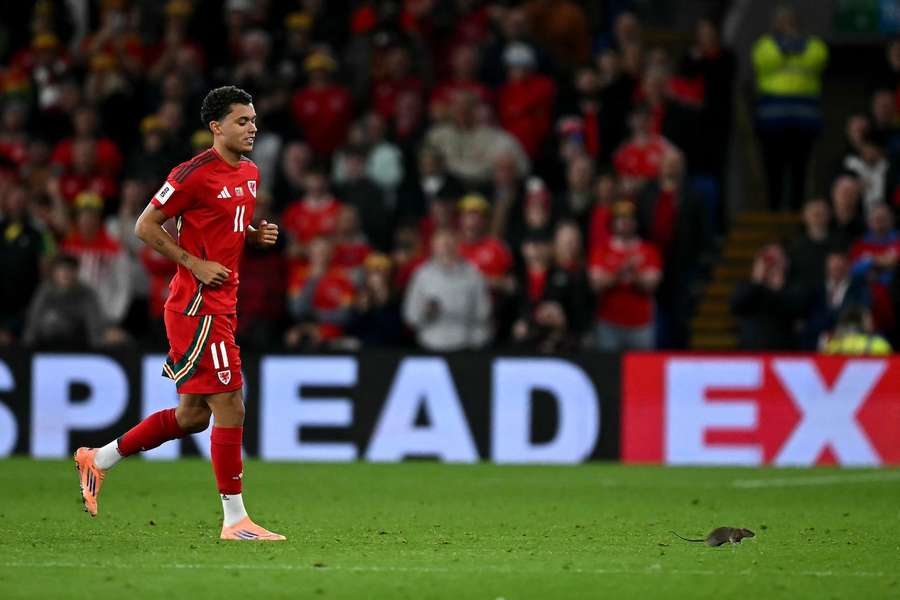 Wales-Profi Brennan Johnson konnte die Ratte letztlich vom Verlassen des Spielfelds überzeugen.