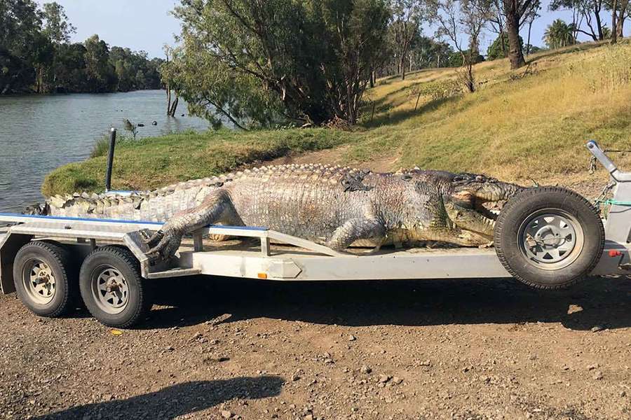 Queensland's Fitzroy River is inhabited by freshwater crocodiles that can grow longer than five metres.