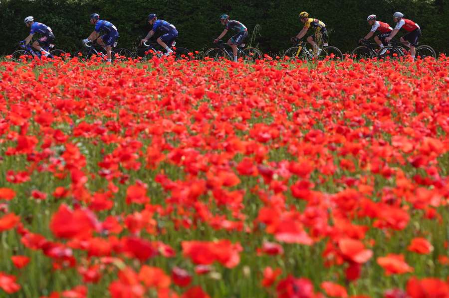 The pack of riders cycles past a poppy field during the seventeenth stage of the Giro d'Italia