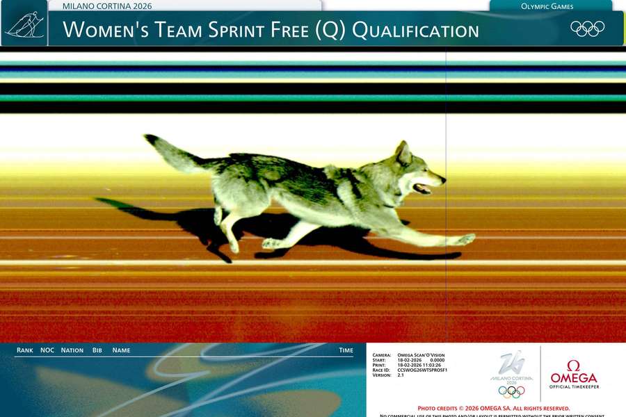 Pies był szybszy niż wielu sportowców w Cortinie, ale nie przebiegł całego dystansu...