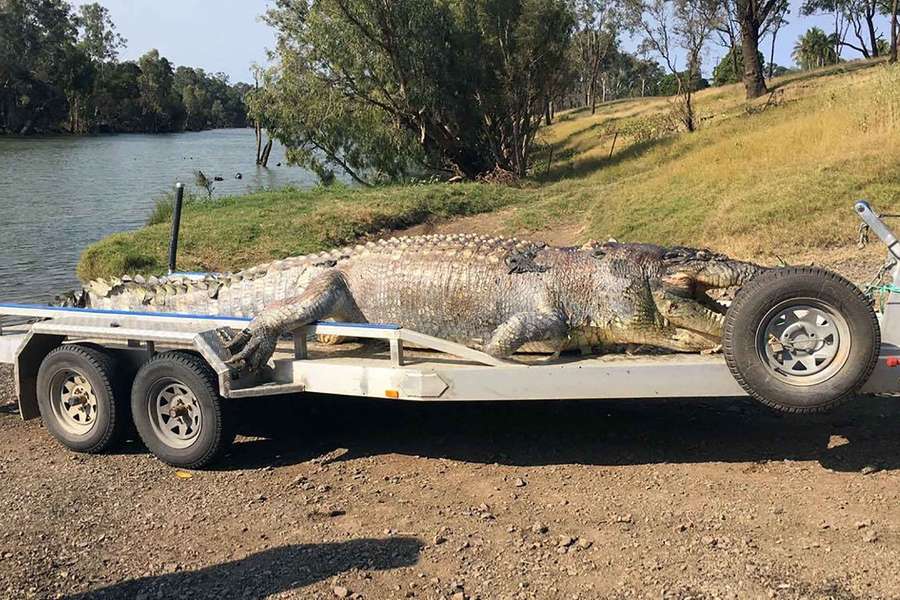 In 2017, police recovered the body of a 5.2 metre male crocodile from the Fitzroy River near Rockhampton.