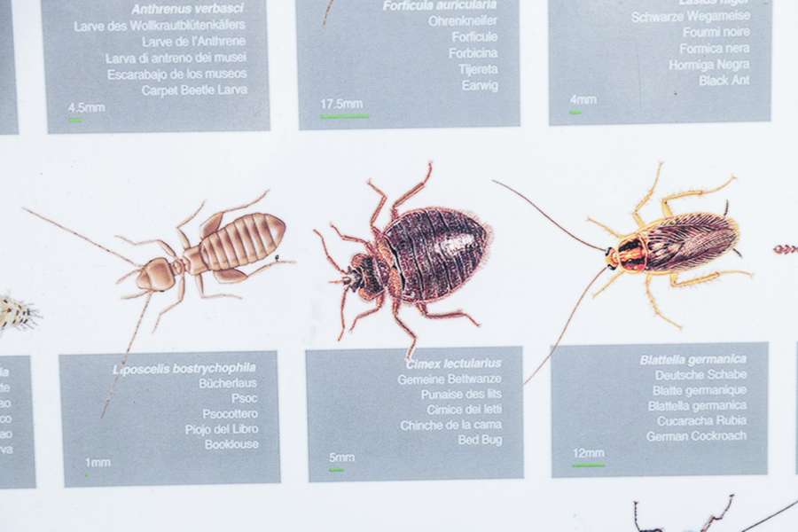 São estes os insetos que estão a preocupar as pessoas antes dos Jogos Olímpicos de Paris