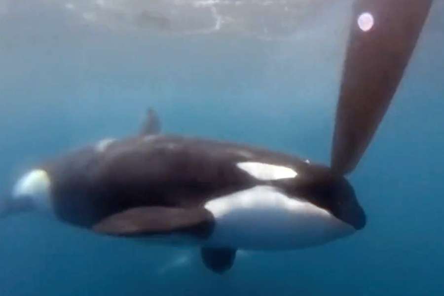 As duas orcas atacaram o leme