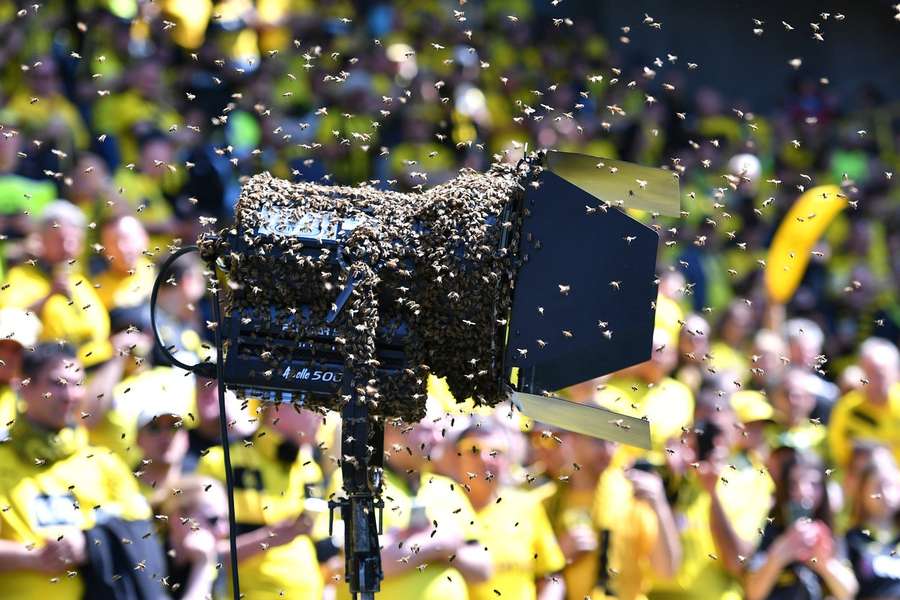 Ein Bienenvolk hatte sich ohne Ticket, aber in schwarz-gelber Verkleidung ins Stadion geschmuggelt und musste von einer Feuerwehreinheit evakuiert werden.