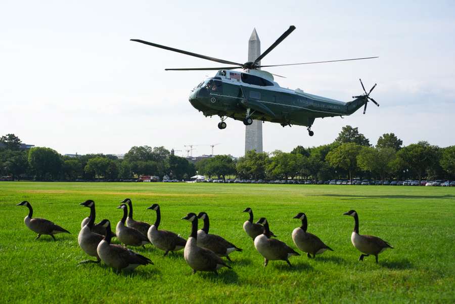 A flock of geese in front of the Washington Monument. A flock of geese in front of the Washington Monument.