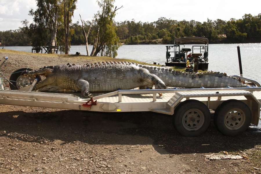 North Queensland's Fitzroy River is known to have freshwater crocodiles longer than five metres. North Queensland's Fitzroy River is known to have freshwater crocodiles longer than five metres.
