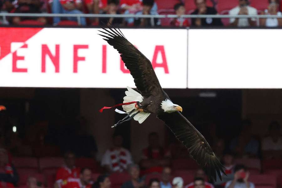 Benfica está contra modelo de centralização Benfica está contra modelo de centralização